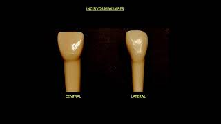 ANATOMÍA DENTAL [upl. by Elleinnad]