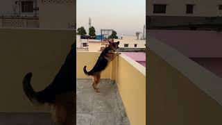 German Shepherd dog barking  gsd dog barking  dog barking  puppy barking [upl. by Rexer171]