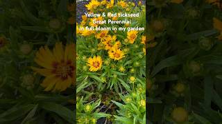 Yellow And Red Tickseed Great Perennial  Simply Beautifulflowersdiygardeningyardperennials [upl. by Ylirama807]