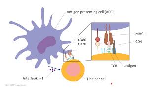 Antigen and antigen recognition molecules part 2 [upl. by Kcered151]