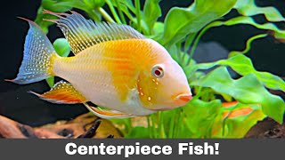 SPECTACULAR Albino Acara “Centerpiece” Fish [upl. by Ycrep313]