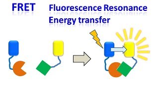 FRET  Fluorescence resonance energy transfer [upl. by Ahsitul]