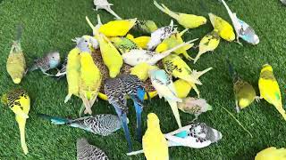 Angry Budgies Fighting For Diet Treat  Singing Sounds Loudly At Aviary [upl. by Konstantine]