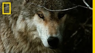 Jim amp Jamie Dutcher The Hidden Life of Wolves  Nat Geo Live [upl. by Ashia]