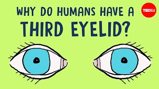 Why do humans have a third eyelid  Dorsa Amir [upl. by Jepson]