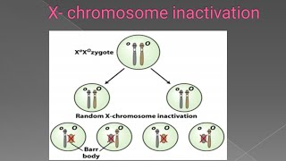 X Inactivation Mechanism of X chromosome inactivation with calico cat example [upl. by Drawyah]