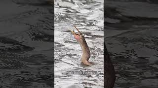 Snakebird throws fish in the air and almost drops it before swallowing it alive bird wildlife [upl. by Oriana]