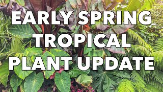 Musa Basjoo Gunnera Manicata Ensete amp Tetrapanax Early Spring Update amp Care Tips [upl. by Tesler879]