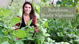 Deadly Nightshade Atropa belladonna growing in Ireland [upl. by Dinny]