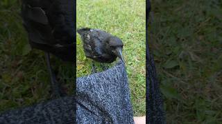 Baby Crow And German Shepherd Dog Want My Attention ❤️ crow germanshepherd shorts [upl. by Ube]