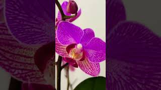 Percevalphalaenopsis [upl. by Fagan]