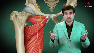 Obturator nerve Anatomy Animation  Origin Course  Innervation and Clinical application [upl. by Beckerman158]