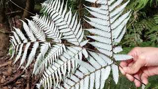 Silver Fern Endemic to New Zealand shorts [upl. by Nnahtebazile165]