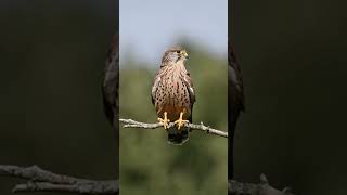 A beautiful Kestrel calling at Bushy park October 2024  autumn wildlife nature royalparks [upl. by Aehsa943]