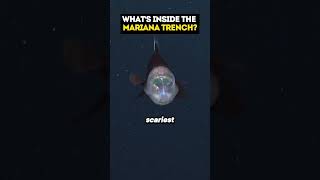 Whats inside the Mariana Trench [upl. by Yerroc]