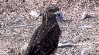 Black Kite Chick  Milvus Migrans [upl. by Nolyar]