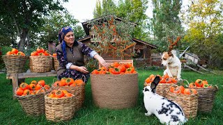 From Tree to Table Persimmon Harvest Drying amp Pie Recipe [upl. by Sunshine]