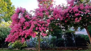 LAGERSTROEMIA dalle fantastiche fioriture [upl. by Aroel676]