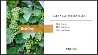 Riesling Üzümü Hakkında  Beyaz Şarap Üzümü [upl. by Elleinwad703]