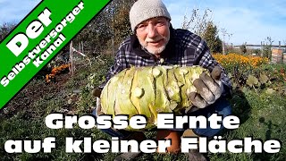 Grosse Ernte auf kleiner Fläche Kohlrabi Superschmelz [upl. by Gary]