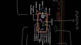 Detailed Structure of Bacterial Cell  Diagram of Prokaryotic Cell biology science bacteria [upl. by Allerim]