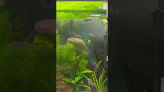 Aquarium Of Female Betta Fish Harmoniously Living Together [upl. by Honey64]