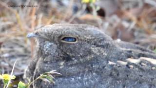 Nightjar [upl. by Hamitaf487]