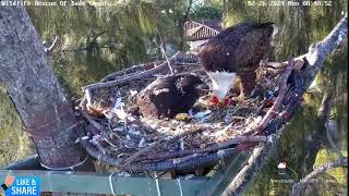 One HUNGRY Eaglet  Wildlife Rescue of Dade  Ron Rose amp R6 226 [upl. by Olathe677]