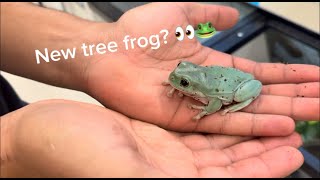 I got ANOTHER tree frog [upl. by Eatnoid105]