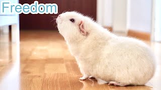 I Let My Guinea Pigs Free Roam and This is What Happened [upl. by Athene]