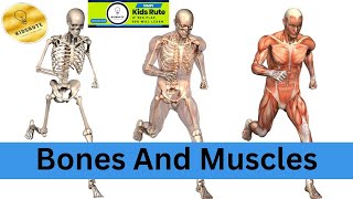 Bones And Muscles  Exercise of 2nd Class Science Chapter 2 [upl. by Coumas]