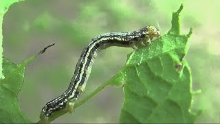 Tiny green inchworm or cankerworm taking over DallasFort Worth trees and cars [upl. by Kali398]