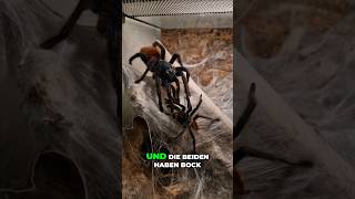 Review der Chromatopelma cyaneopubescens Verpaarung shorts green blue orange spiderlove reels [upl. by Naiviv]