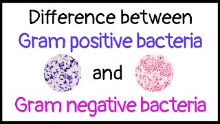 The Gram Stain GramPositive vs GramNegative and Bacterial Structure  Microbiology 🧫 [upl. by Ajiram691]