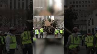 Rockefeller Center Christmas Tree arrives in New York City [upl. by Redienhcs]