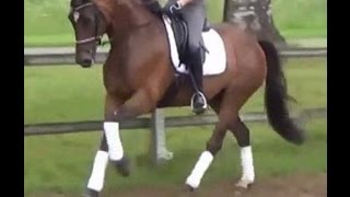 wwwsporthorsesonlinecom 2011 Hanoverian state premium mare for sale [upl. by Niki]