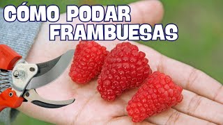 COMO PODAR FRAMBUESAS para TENER una GRAN COSECHA [upl. by Hannavas]