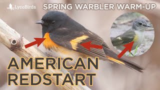 American Redstart Identification  Spring Warbler Warmup [upl. by Laehcor]