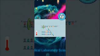 NGS Sanger Sequencing Method [upl. by Hollerman946]