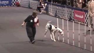 2007 AKC Invitational Agility  The Great Danes  Part I [upl. by Norwood]