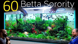 60 Betta Fish Sorority 1 Aquarium EPIC 4ft co2 Injected Planted Aquascape Tutorial [upl. by Sivar]