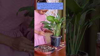 Banana Peel uses amp benefits in gardening  Prakritis Garden [upl. by Ojybbob]