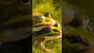 AMPHIBIANS [upl. by Flemings]