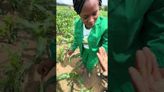 Guard your yields jealously Fall Army Worm control0 [upl. by Anirual]