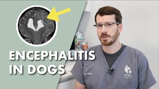 Encephalitis In Dogs Symptoms Causes Diagnosis and Treatment [upl. by Viridis]