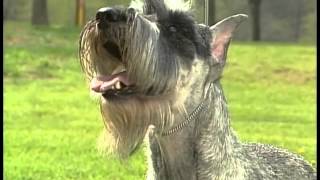 Standard Schnauzer  AKC Dog Breed Series [upl. by Grobe579]