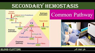 Lecture 423 Common Pathway [upl. by Aloysia51]