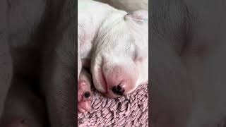 How looks like new born Dalmatian puppies ♥️ [upl. by Rem]