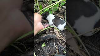 Pity the puppy Crying for its mother in forest 😓😓 pets dog123 animals shorts youtubeshorts [upl. by Cnut830]