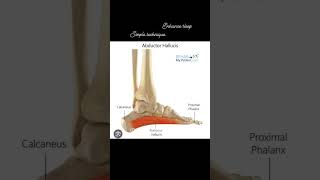 Abductor hallucis muscle Foot pain  footpain footpainrelief [upl. by Ennayelsel]